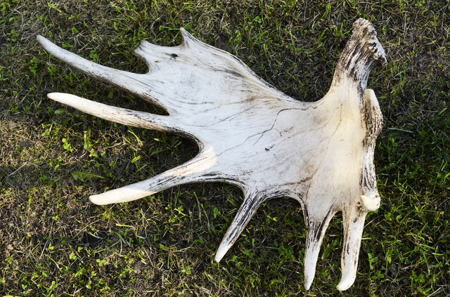 discarded moose antlers on the grass
